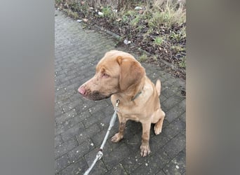 Labrador 11 Monate in erfahrene Hände