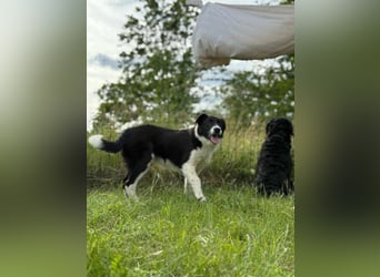 Deza, geboren 01.10.2024, 50cm sucht sein Zuhause