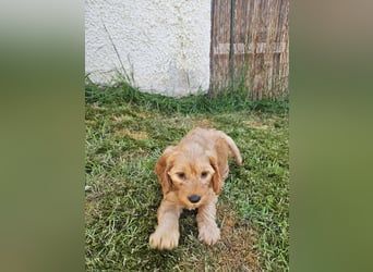 Cockapoo Welpen