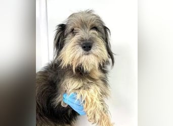 Beard - freundlicher, lieber, katzenverträglicher Rauhaardackel-Mix Rüde / z.Zt. noch in Rumänien