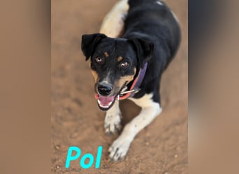 Pol 01/2023 (ESP) - warmherziger und charmanter, kleiner Bodeguero Mix!