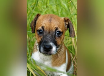Jack Russell Terrier Welpe (Rüde) abzugeben!