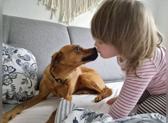 Zuhause voller Liebe für Lou gesucht