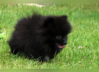 Yulie unsere kleine Pomeranian Zwergspitz Hündin mit Papieren kann ausziehen