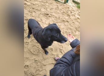 Rüde Blacky, 11 Jahre