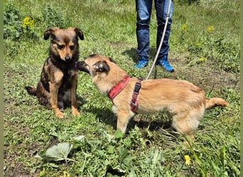 Süße Jolie sucht eine liebevolle Familie