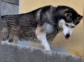 Husky-Dame Maya H. möchte in den kühleren Norden umziehen und eine neue Familie finden