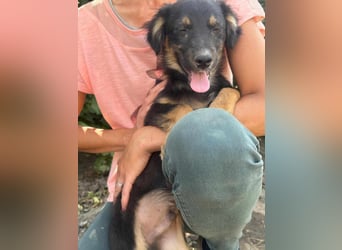 Bruno, geboren 03.2025, 36cm sucht seine Chance