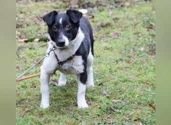 Tola, Jack Russel Terrier, geb. 2021, sucht Bauernhofplatz