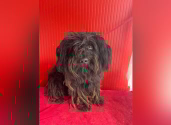 Lola, Puli-Mix, Hündin, geb.am 28.02.2022, 45 cm, 15 kg