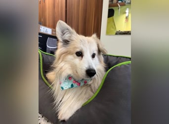 Joey SR - kleiner Kämpfer sucht sein Für-immer-Zuhause