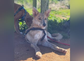 Kovu (Spanien) – ein kleiner, schüchterner Herzensbrecher