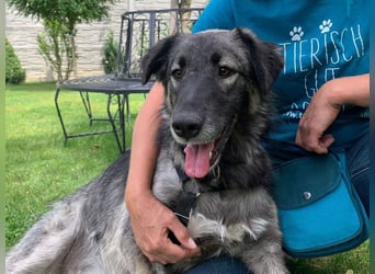 ♥ALITA♥ Pflegestelle dringend gesucht - wunderschöne, aufgeschlossene Herdenschutz-Mix-Hündin 59 cm