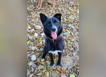 Zauberhafter LEWI - Herzenshund, Knutschkugel und Zuckerbub