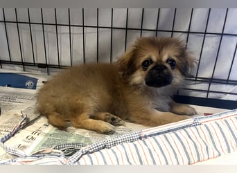 Teddy - Süßer Pekinese-Welpe sucht sein Körbchen-Glück!