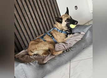 Vito sucht seinen Menschen