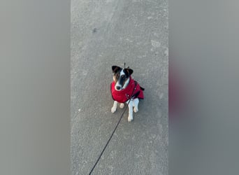 Romi-SI, hübsche Foxterrierdame sucht Rasseliebhaber