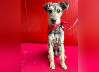 ❤️ superlieber PINO - 1 Jahr, 40cm/9kg - Foxterrier-Mischling