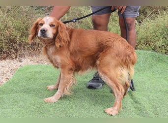 Tiger, Epagneul Breton / Bretonenspaniel, lieb und verträglich