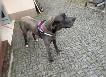 Deutsche Dogge