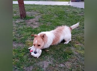 Lazar Jack-Russel-Mix Rüde ca. 5 Jahre alt in Ungarn
