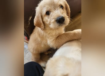 Bildschöne, kuschelige und sehr verschmuste Labradoodle Welpen F1, Sofort Abgabebereit