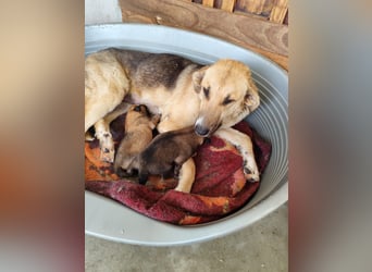 Honey,  Schäferhund-Mix, lieb und sozial