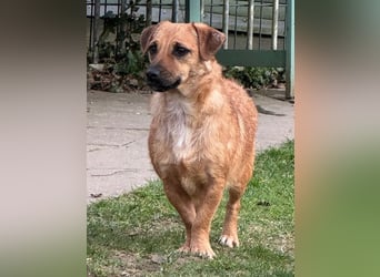 ♥ROSI♥ neu auf Pflegestelle bei Köln - ganz liebe, etwas zurückhaltende kleine Hündin 30cm