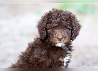 Lagotto Romagnolo