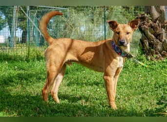 Axel