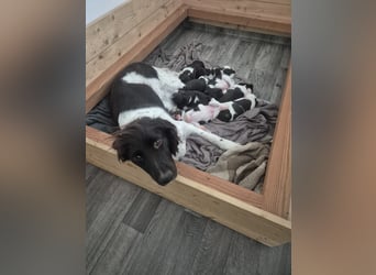 Kleine Münsterländer Welpen