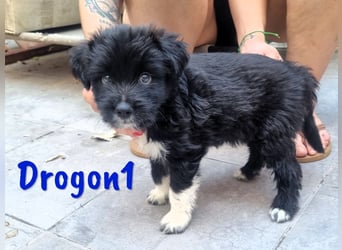 Drogon1 geb. 05/2025 (ESP) - aufgeweckter Border-Collie-Mix Welpe!