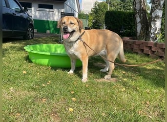 Nazli, Labrador-Mix- Hündin, geb. 2015, su. verständnisvolles Zuhause