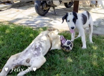 Felix und Freddie suchen absofort ein Zuhause