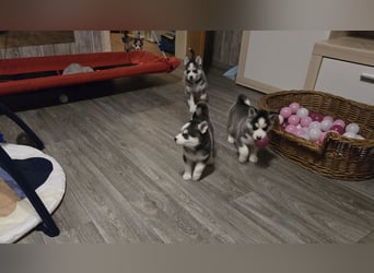 Zauberhafte Pomsky Welpen in echter Minihusky-Optik