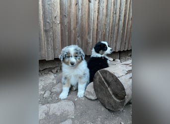 Australian Shepherd Welpen