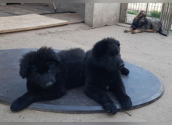Altdeutsche Schäferhund Welpen