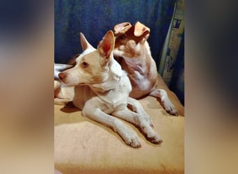 Rubio ein kleiner Schatz sucht ein neues Heim