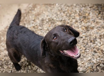 KYLO Labradormix - freundlicher Begleiter mit ruhiger Ausstrahlung und liebevollem Wesen!