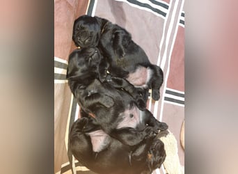 Labradorpuppies mit Papieren suchen ab Mitte Juli ein neues Zuhause