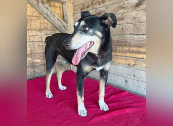 JANOSCH - traurige Geschichte - 13 Jahre, 45cm/15kg - Mischling