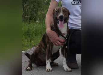 Apollo ❤️ aktiv, verspielt und so lieb!