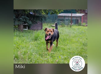 Miki: Liebenswerter Gefährte wartet