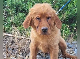 Chow-Chow-Retriever-Mix FELIX ❤️wartet in 53940 Hellenthal