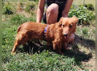 LUCKY, Dackel Mix