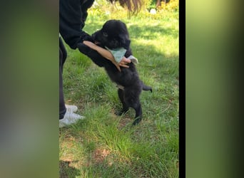 Auszug..Aussiedor F1 Familien und Therapiehund Labrador x Australien Shepherd