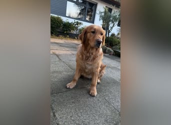 Golden Retriever dark reinrassig