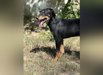 Dobermann - Mix, 5 Monate alt, rundum verträglich