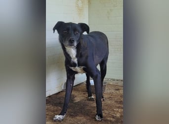Vento, 3 jähriger Bub, SH ca. kniehoch, neugierig, verspielt, sozial