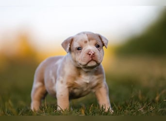 Unglaublich schöne American Bully Welpen!